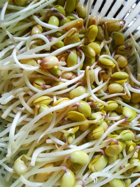 黄豆芽的种植方法简单家庭