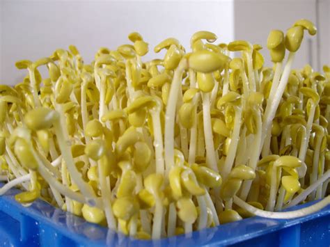 黄豆芽种植技术有几种