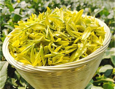 黄金芽茶叶多少钱一斤