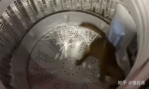黄鼠狼被洗衣机搅晕