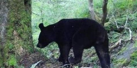黑熊袭击村民致3死后被击毙