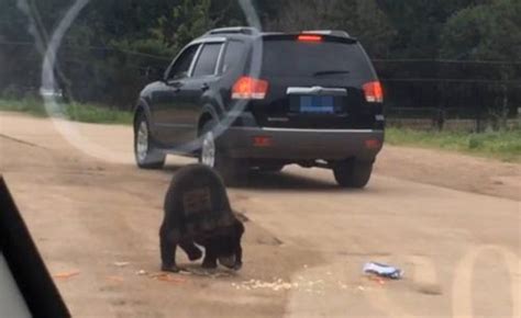 黑熊逃离动物园袭人事件
