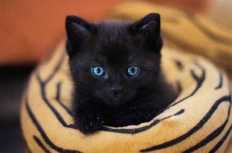 黑猫取名优雅