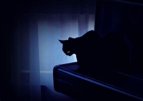 黑猫有什么恐怖故事