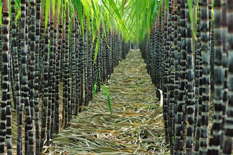 黑皮甘蔗的种植管理