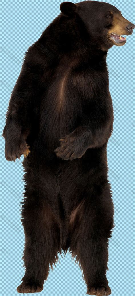 黑色熊2