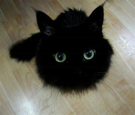 黑色猫的名字大全