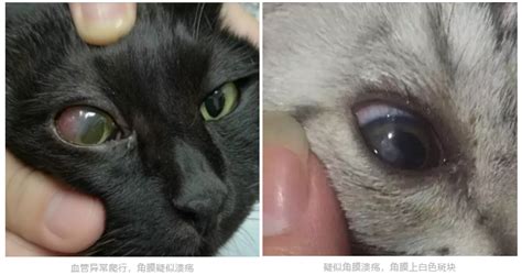 黑色的猫瞎了一只眼睛