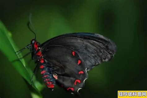 黑蝴蝶寓意和象征
