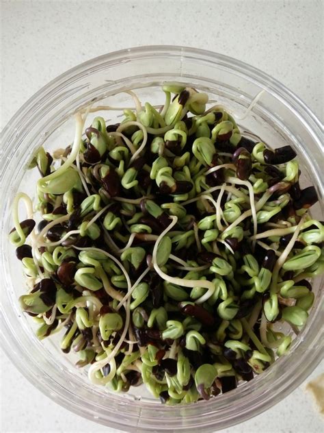 黑豆芽的种植方法全过程