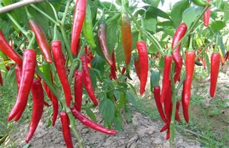 黑辣椒的种植方法和时间