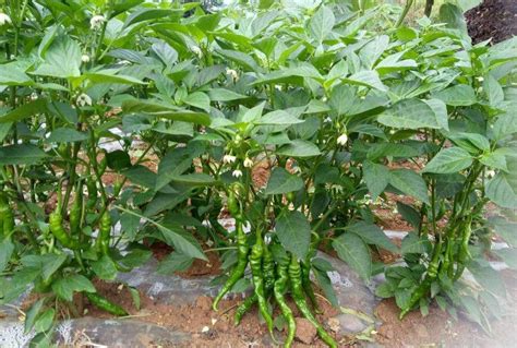 黑辣椒的种植时间是几月