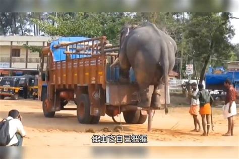 10吨重的大象袭击车