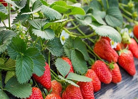 100亩草莓能赚多少钱