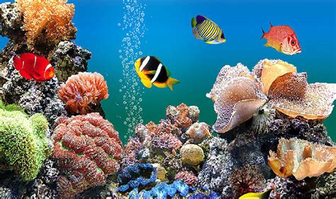 100种海洋动物名称大全