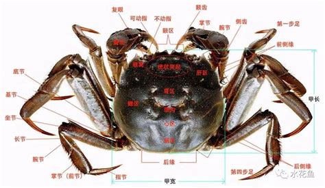 100种蟹类图与名字