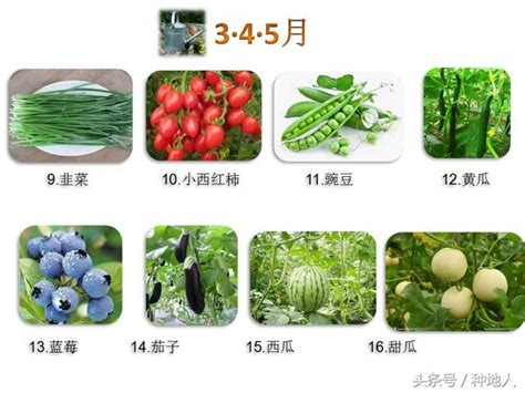 11月可种植的蔬菜