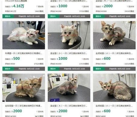 12只猫咪被拍卖抵债