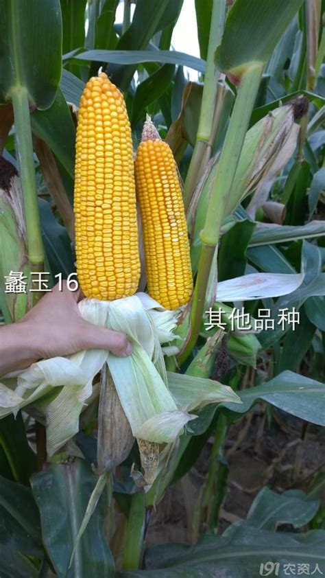 128玉米种