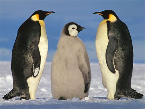 17种企鹅图片