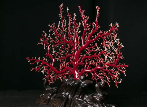 200万以上红珊瑚