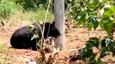 200多斤黑熊闯村庄将被送动物园
