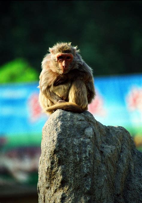 2016年属猴的人命里缺什么