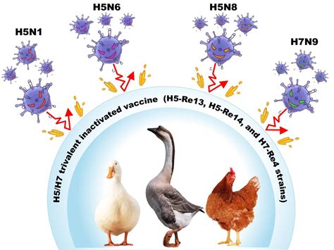 2022年中国禽流感