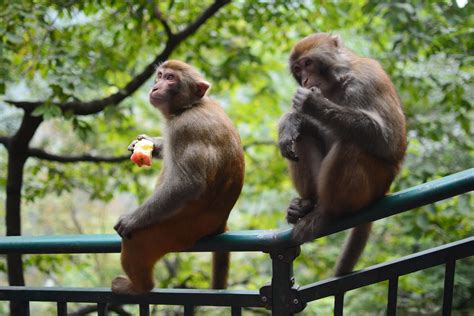 2022年黔灵山新近出生的猴子