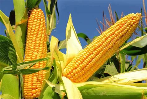 2024永城玉米价格最新行情