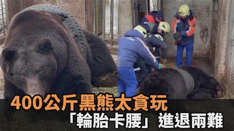 300公斤黑熊