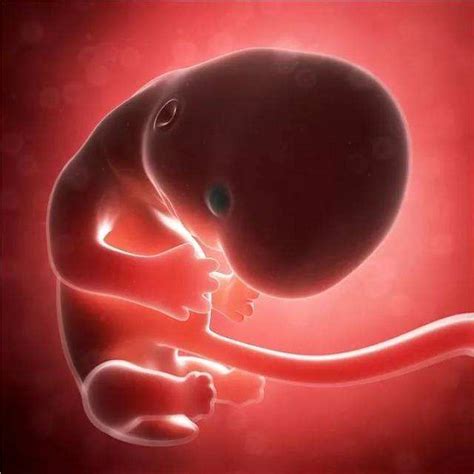 33周的胎儿一般几斤