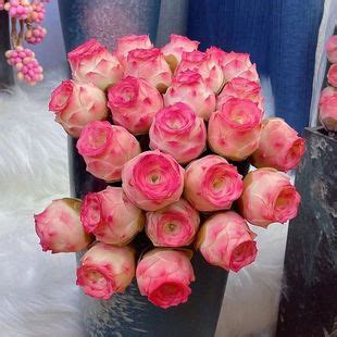 3d水蜜桃玫瑰
