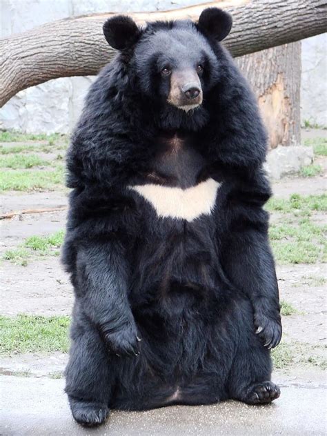 400公斤的亚洲黑熊
