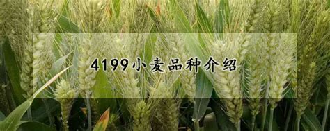 4199小麦品种简介