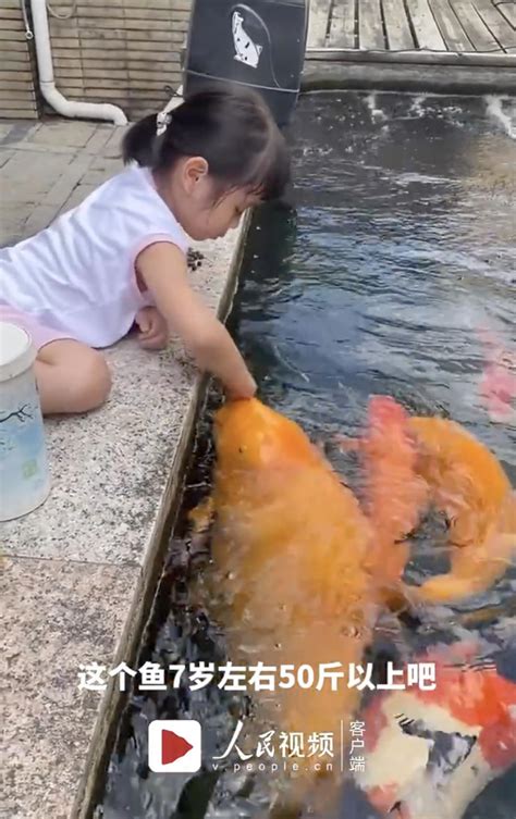 5岁女孩池边喂食锦鲤
