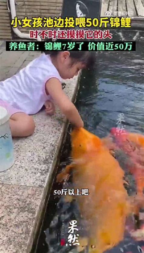 5岁女孩池边喂50斤胖锦鲤小月饼