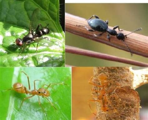 5000只蚂蚁袭击一群巨型蜘蛛