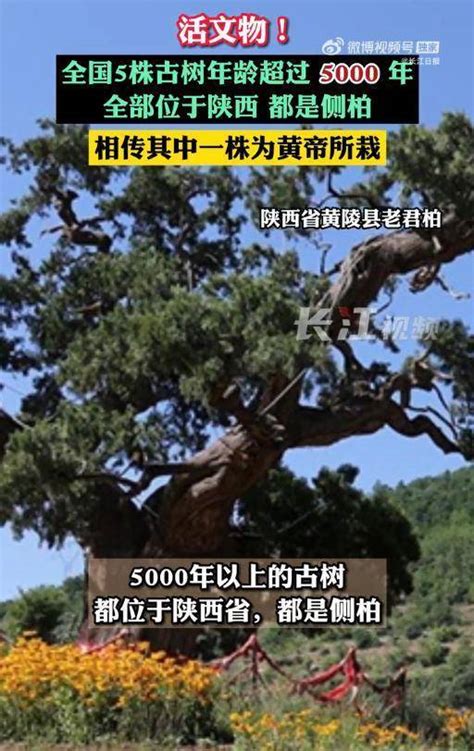 5000年以上的古树只有5株堪称国宝