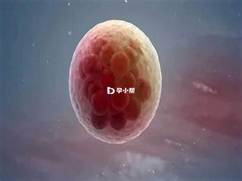 6ab胚胎是不是优质