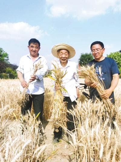 70岁老人回忆小麦种植