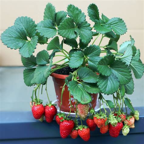 8个矿泉水瓶种草莓