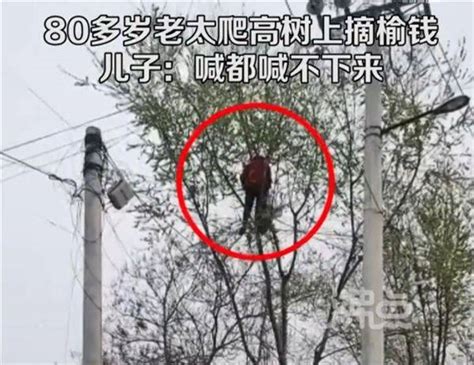 80多岁母亲爬树为儿子摘榆钱