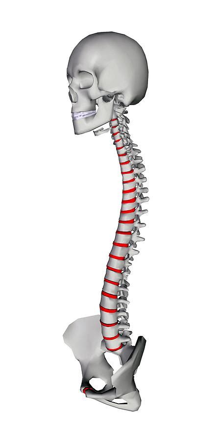 backbone和skeleton区别