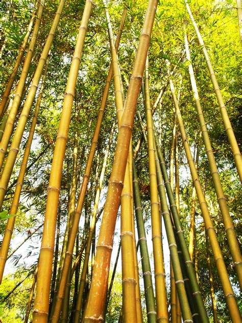 bamboo专栏