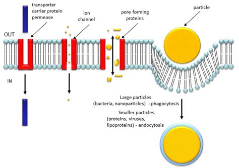 combinedmembranes