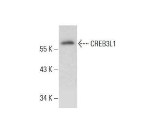 creb3l1抗体