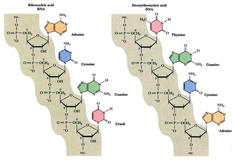 dna分子式和结构式