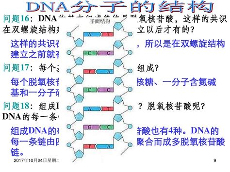 dna分子的结构视频教学