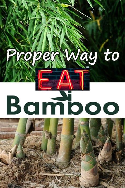eatbamboo和eating bamboo 的区别